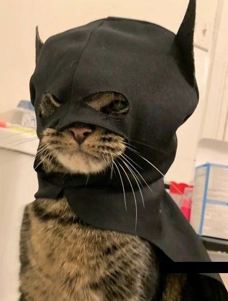 Catman