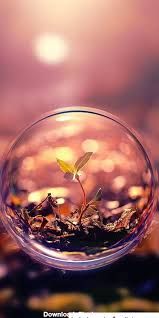 The plant in the bubble