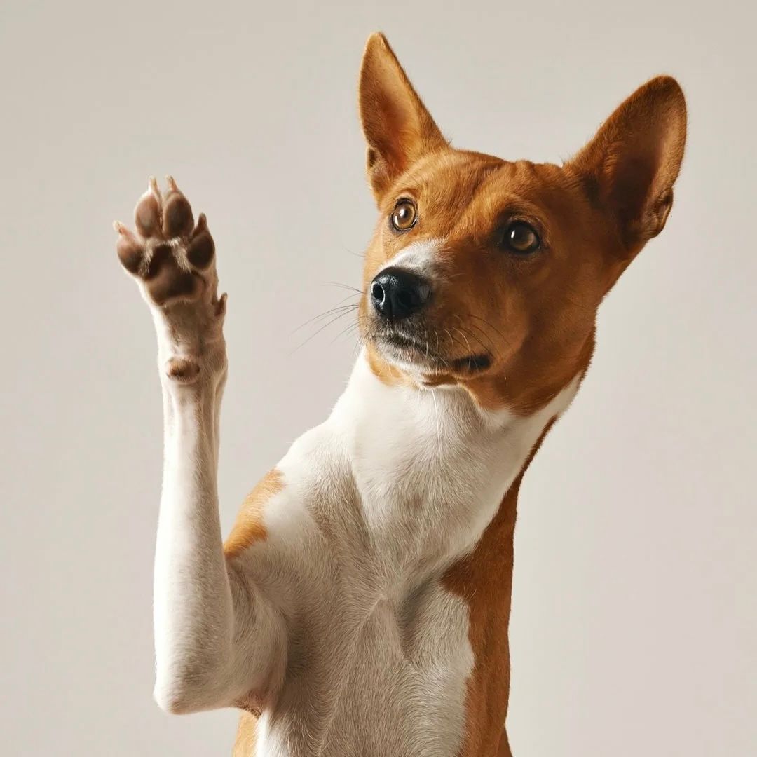 Basenji