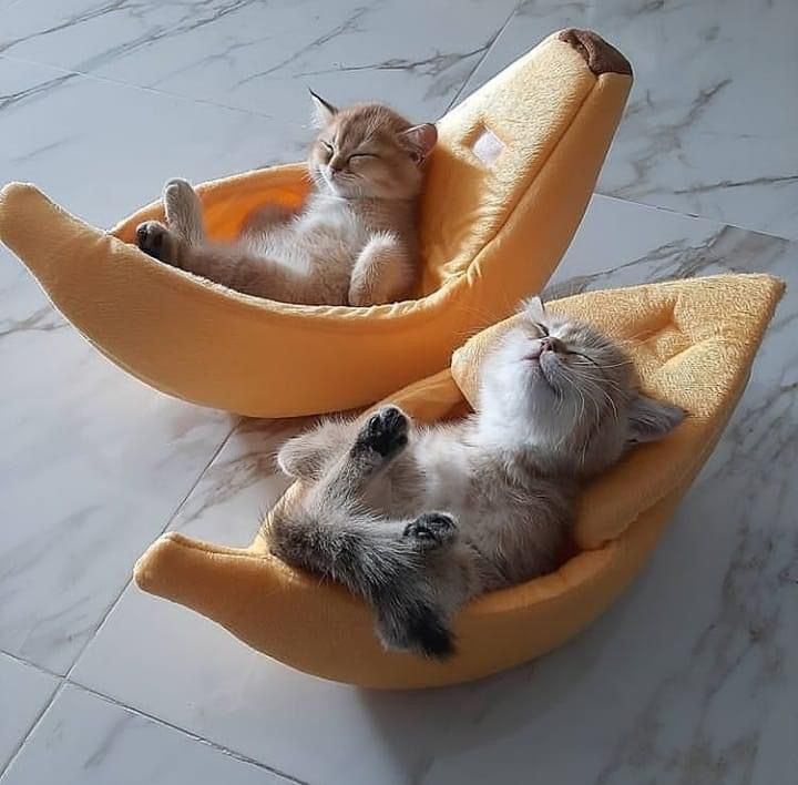 sleep cats