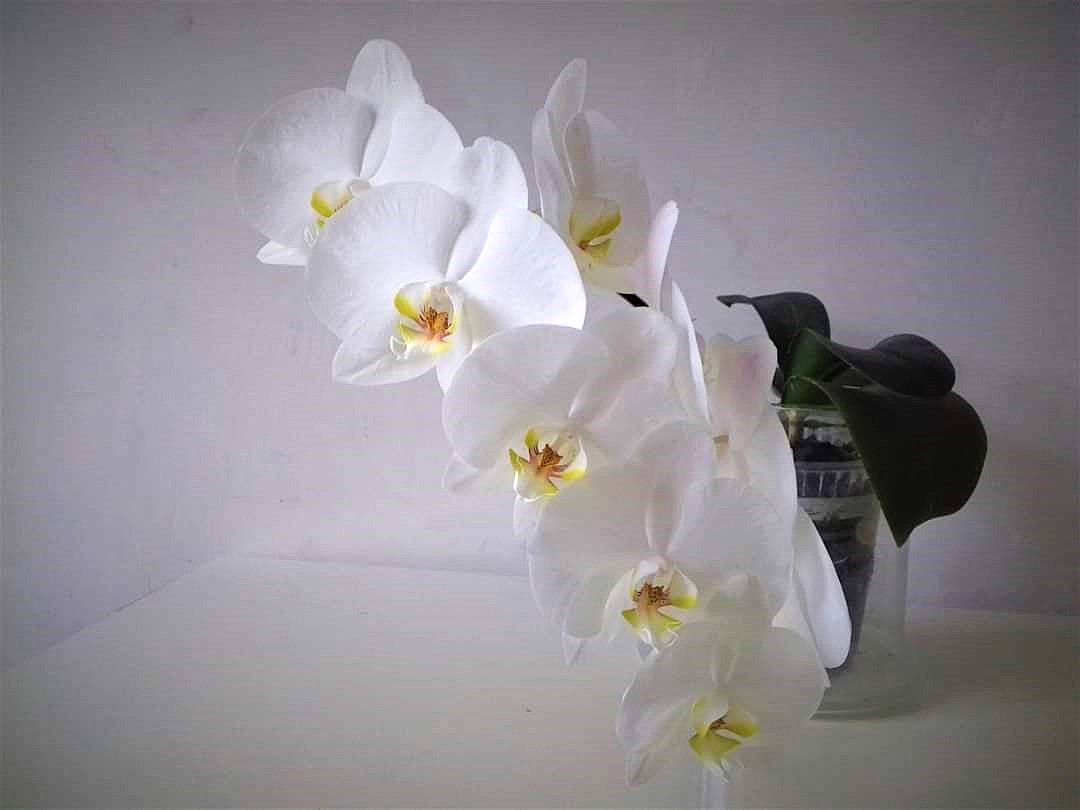 WHITE ORCHIDEA