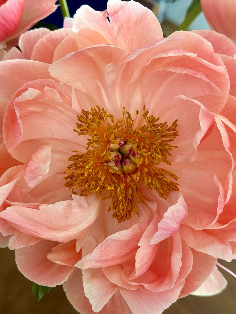 Peony