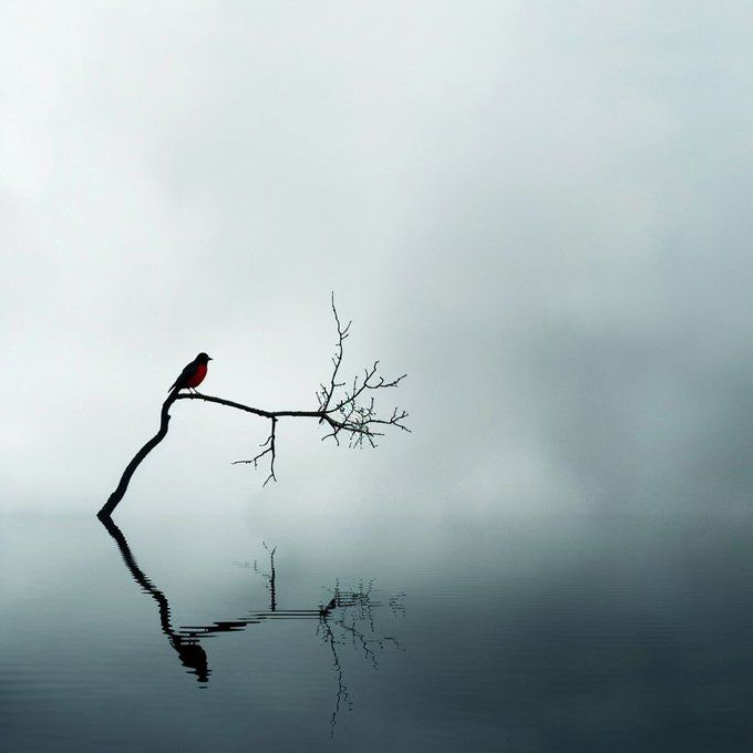 A bird on the lake