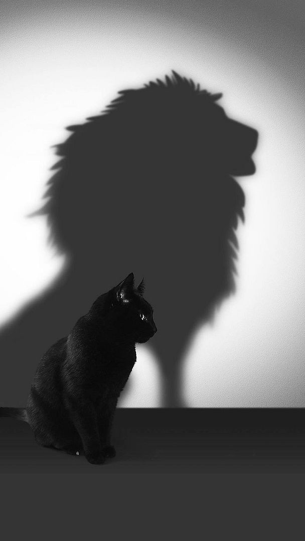 cat or lion