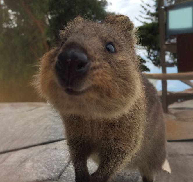 Quokka the bringing good luck