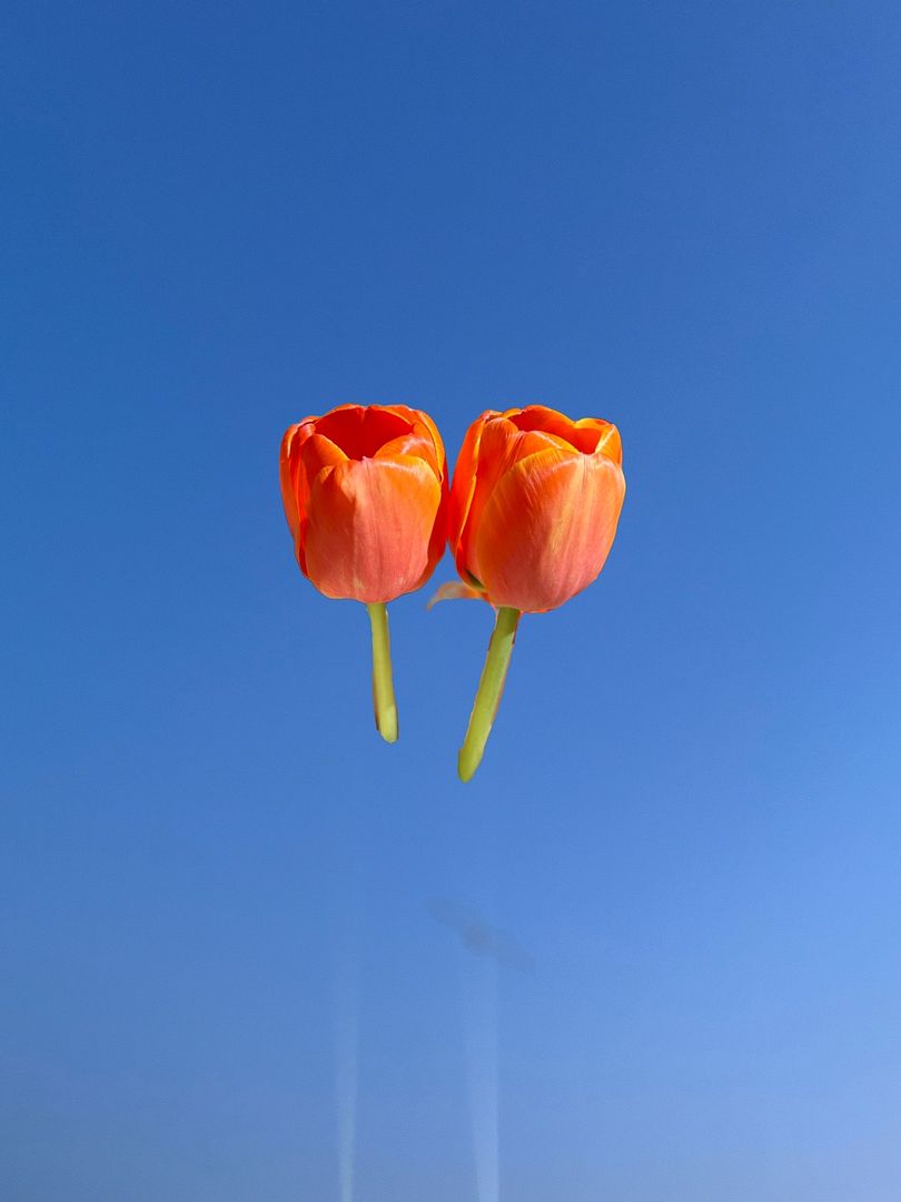 tulips