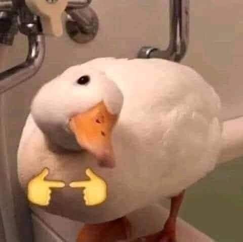 uwu duck