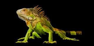 iguana