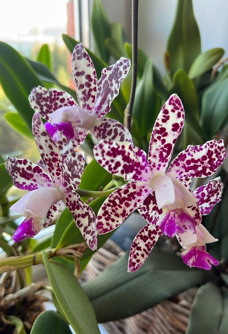 Flowers Orchid