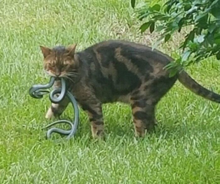 Keep your coins. How this cat holds a snake.