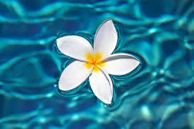 plumeria