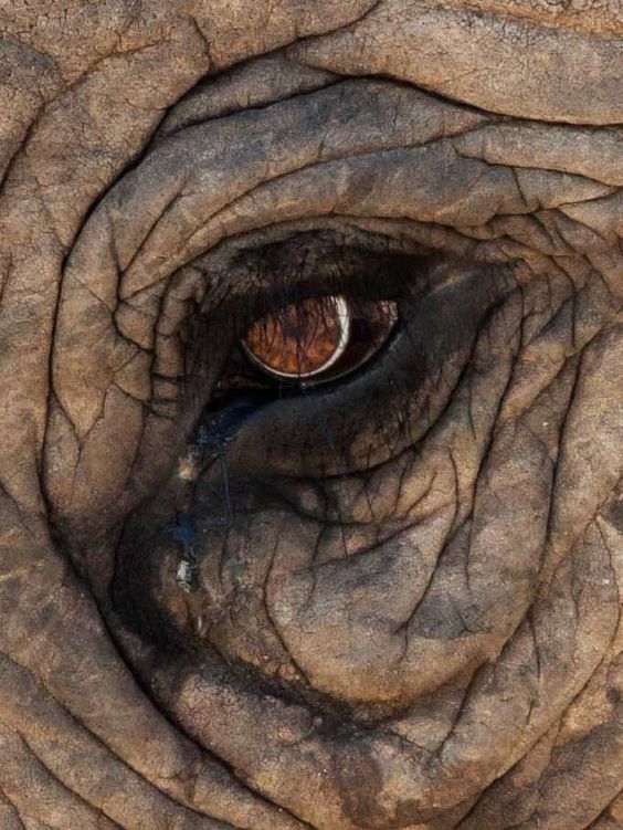 elephant eye