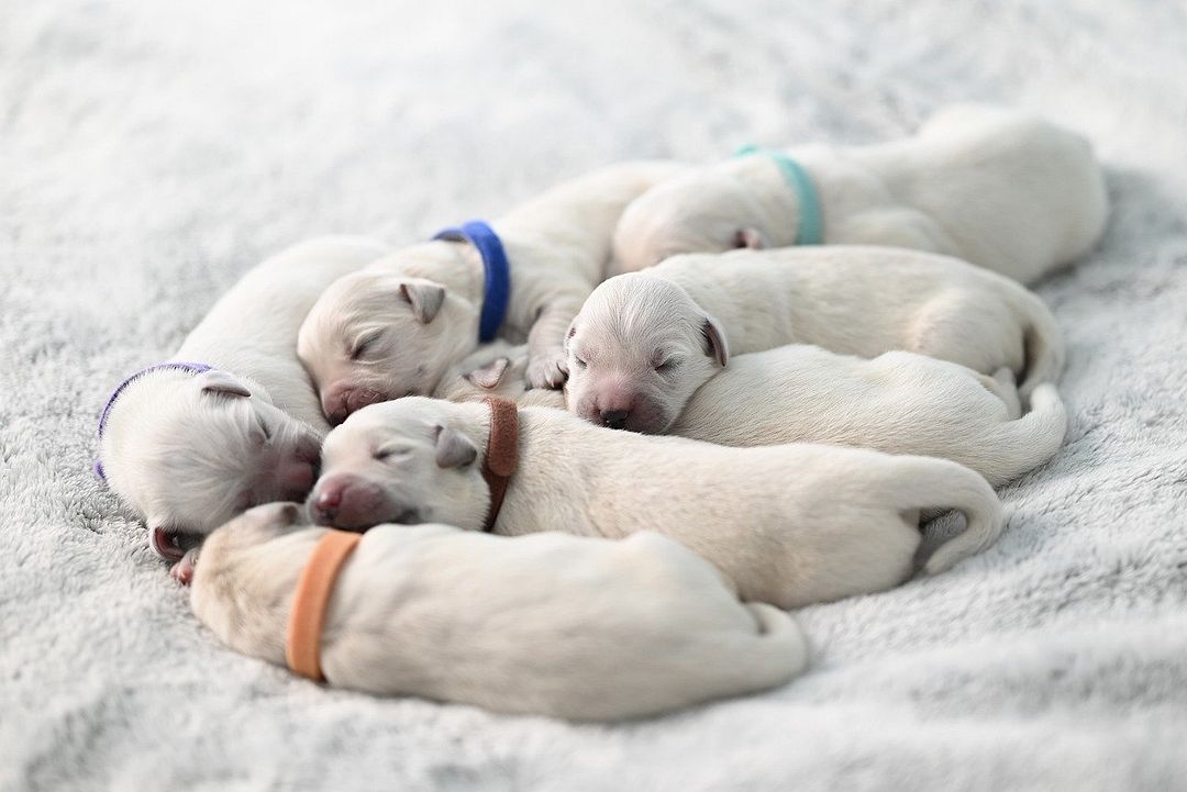 Puppies