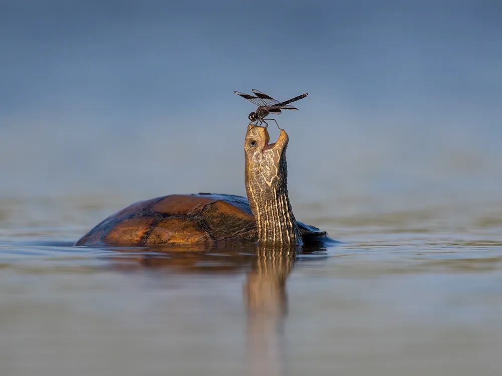 Playful turtle