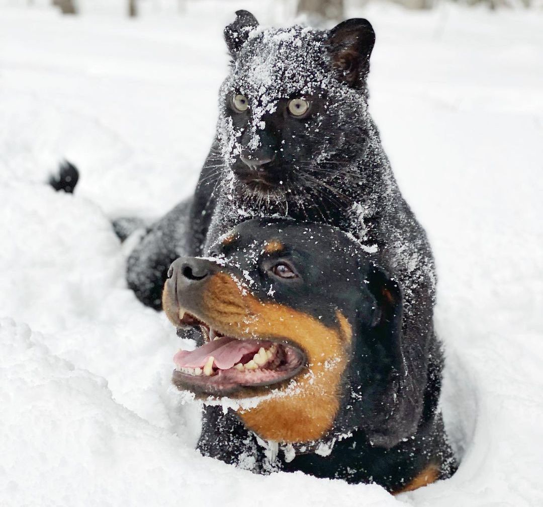 Snow games of baby Luna and her friend Venza