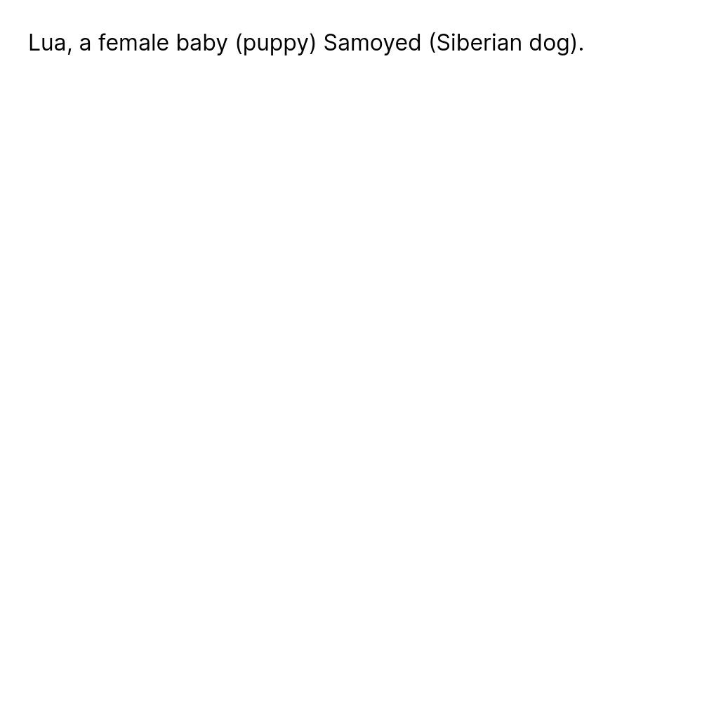 Lua, a female baby (puppy) Samoyed (Siberian dog).