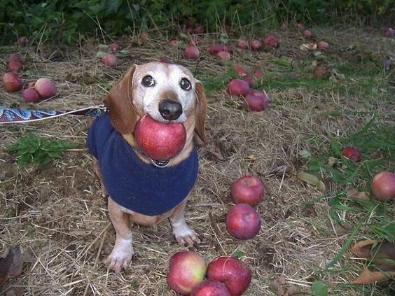 apple dog