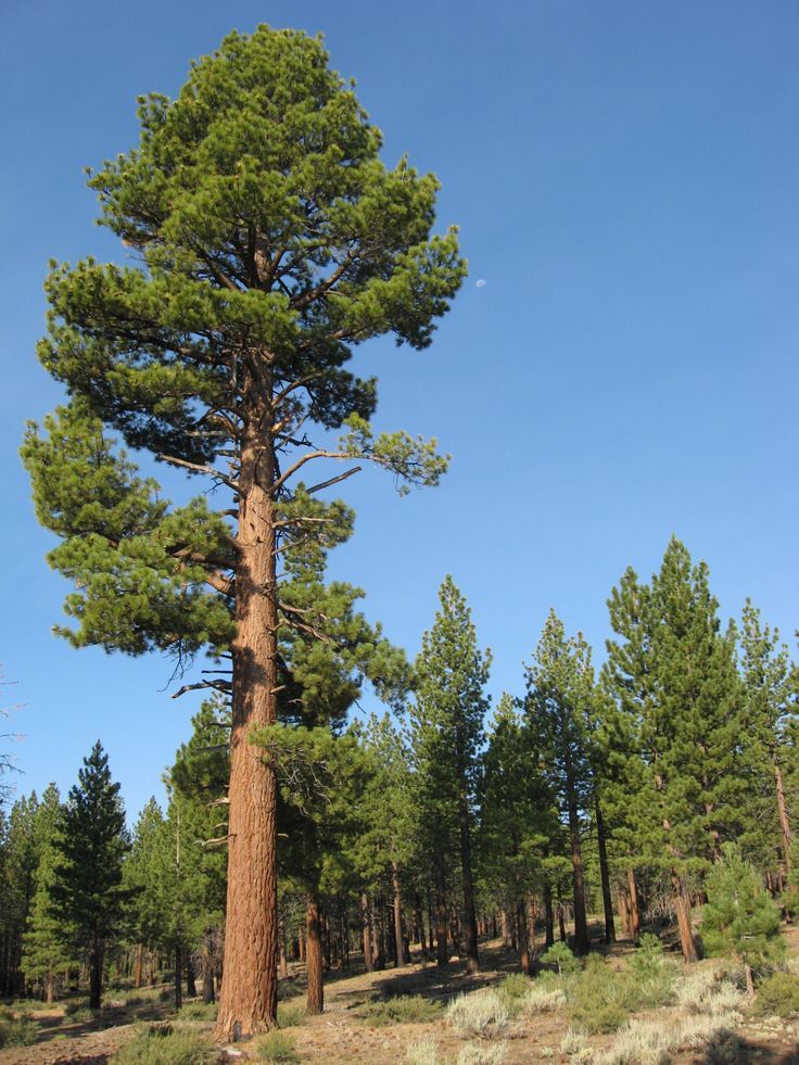 Ponderosa Pine