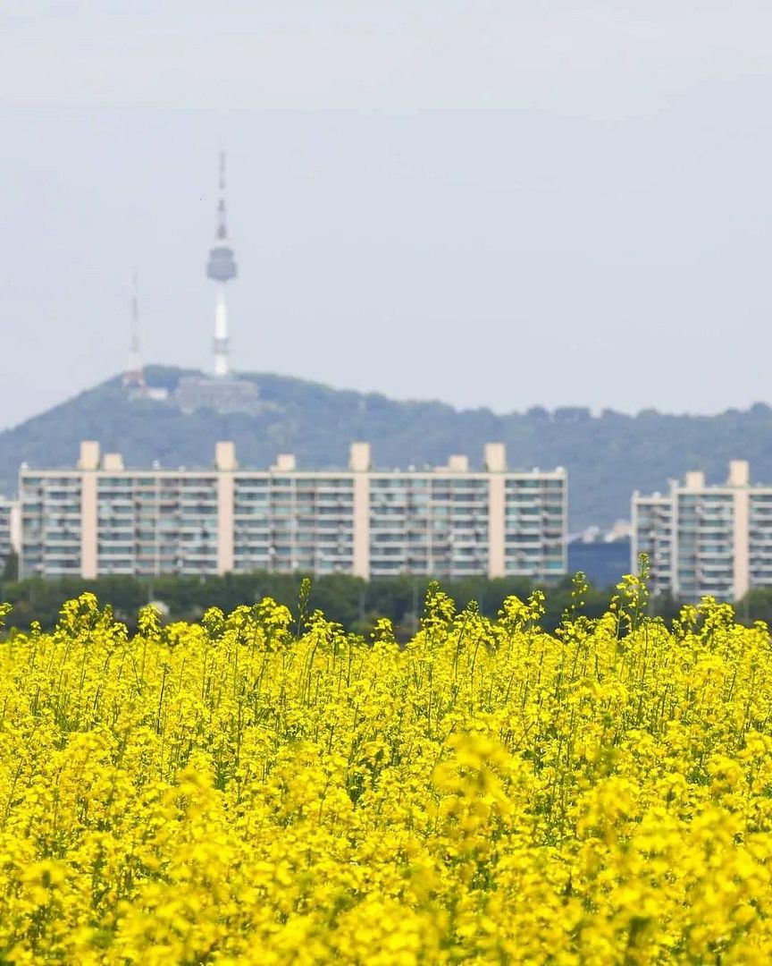 반포 유채꽃