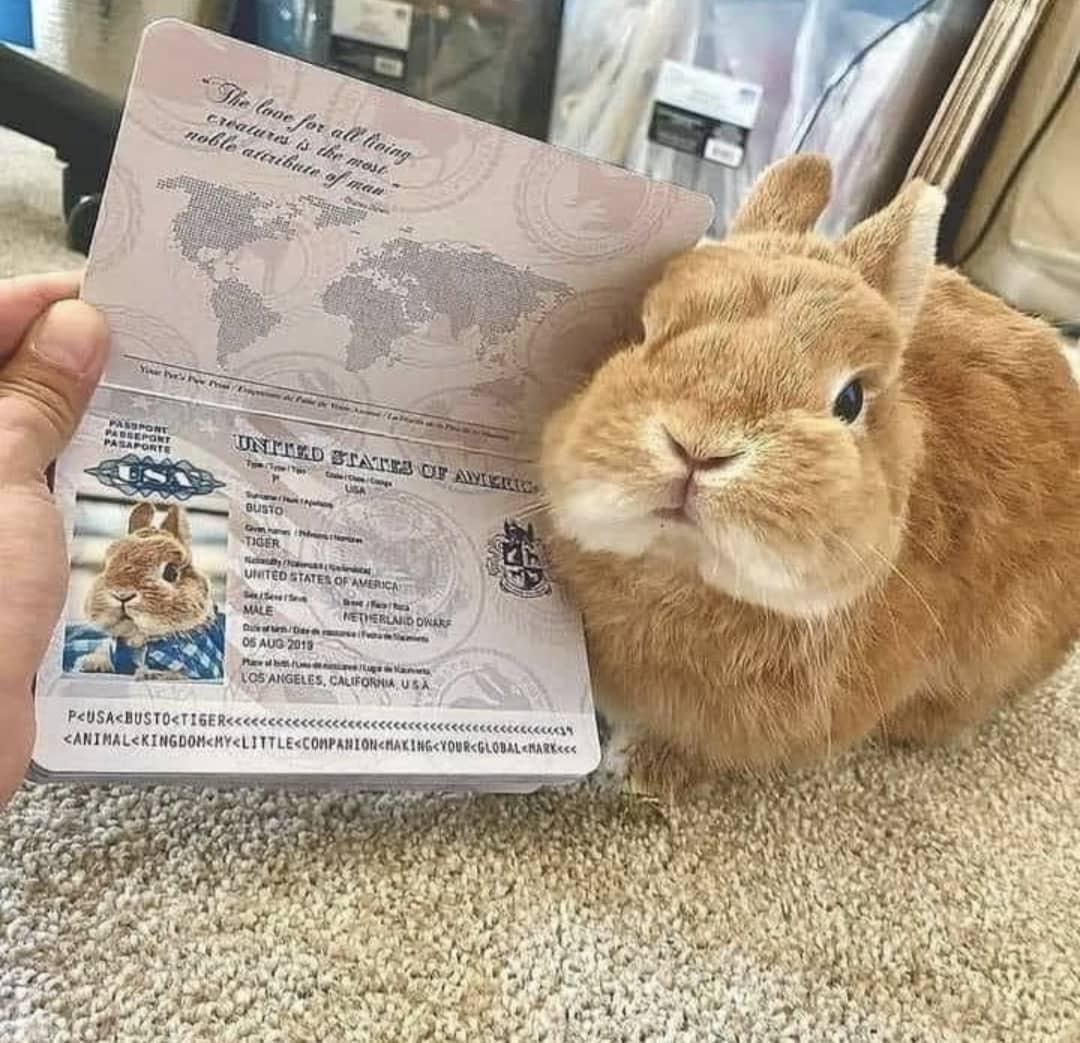 Rabbit passport