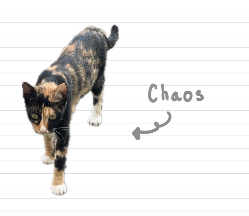 Cat_Chaos_14