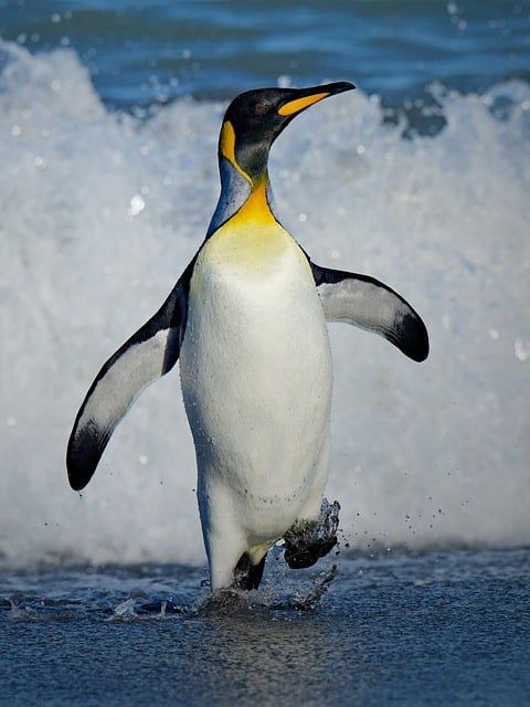 Cute penguin