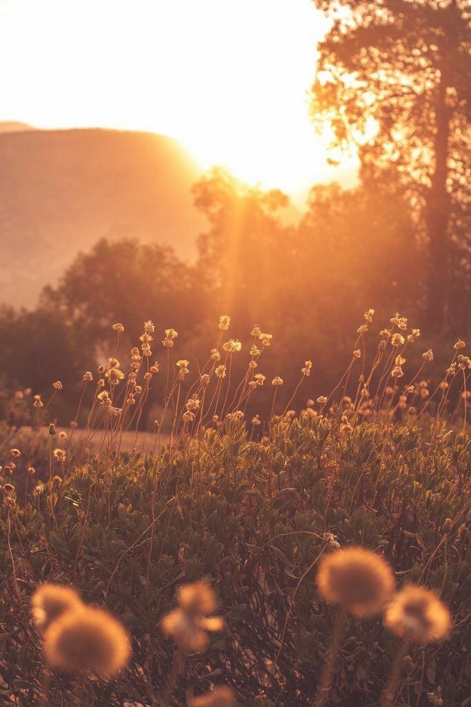 DANDELION