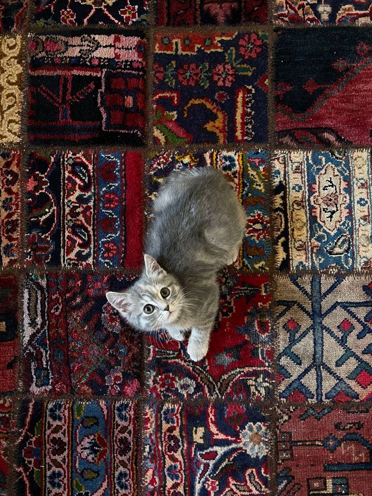 Cat on carpet