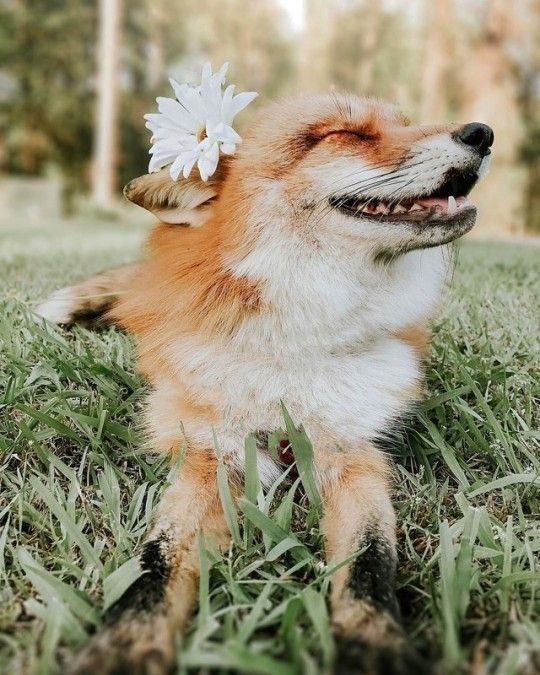 Happy Fox