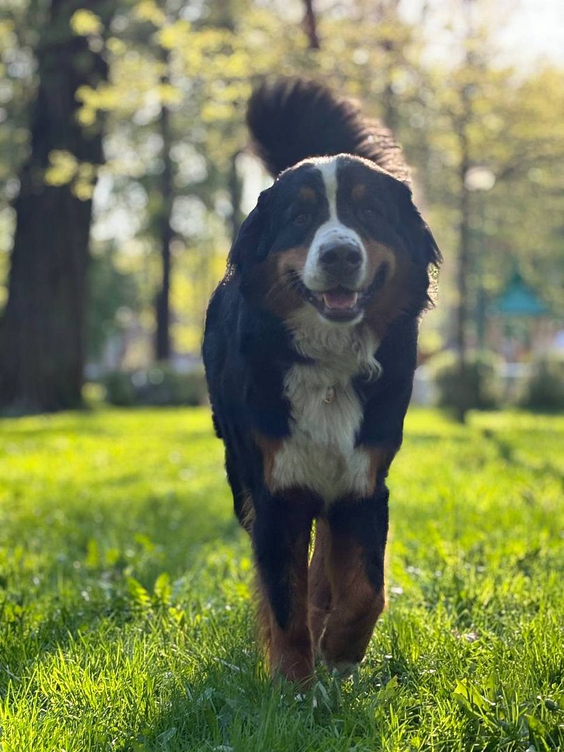 Summery sennenhund