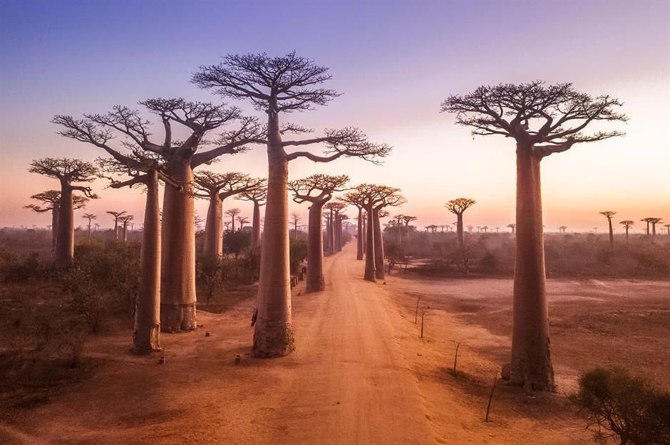 Avenue of the Baobabs