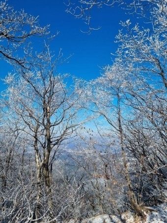 winter tree