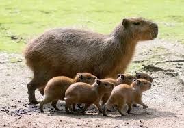 Capybara Crews