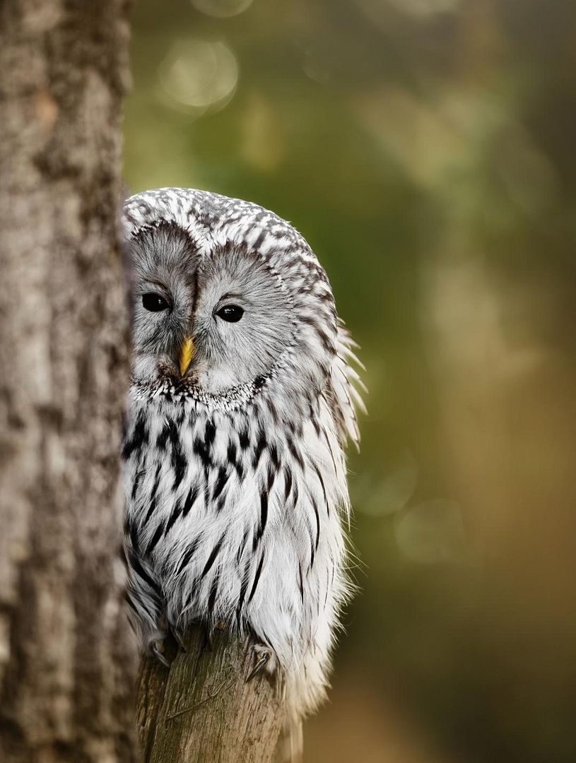 Ural Owl