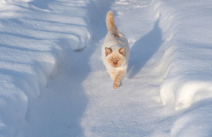 Winter cat