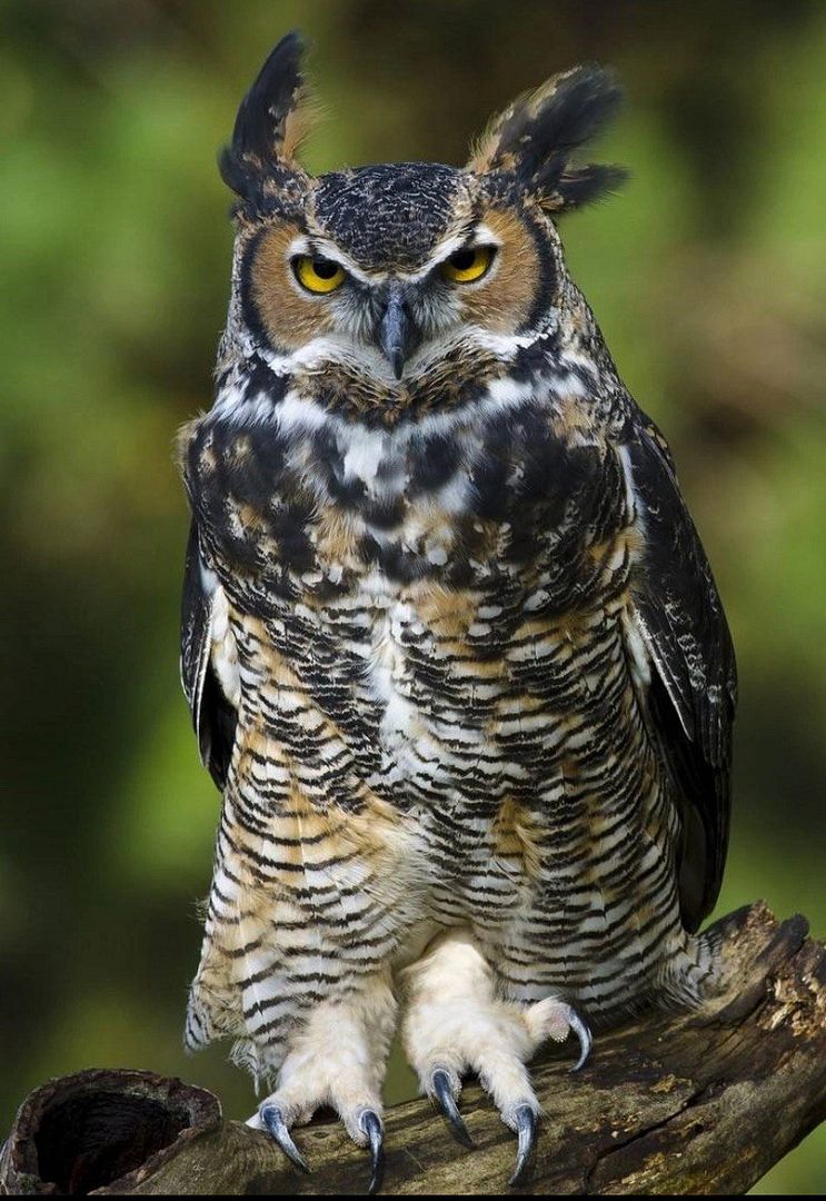 Long eared owl