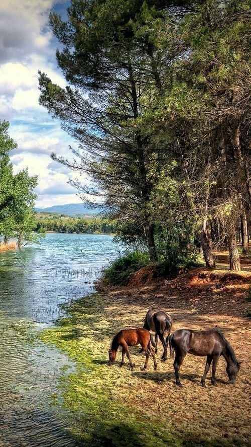 Horses and water