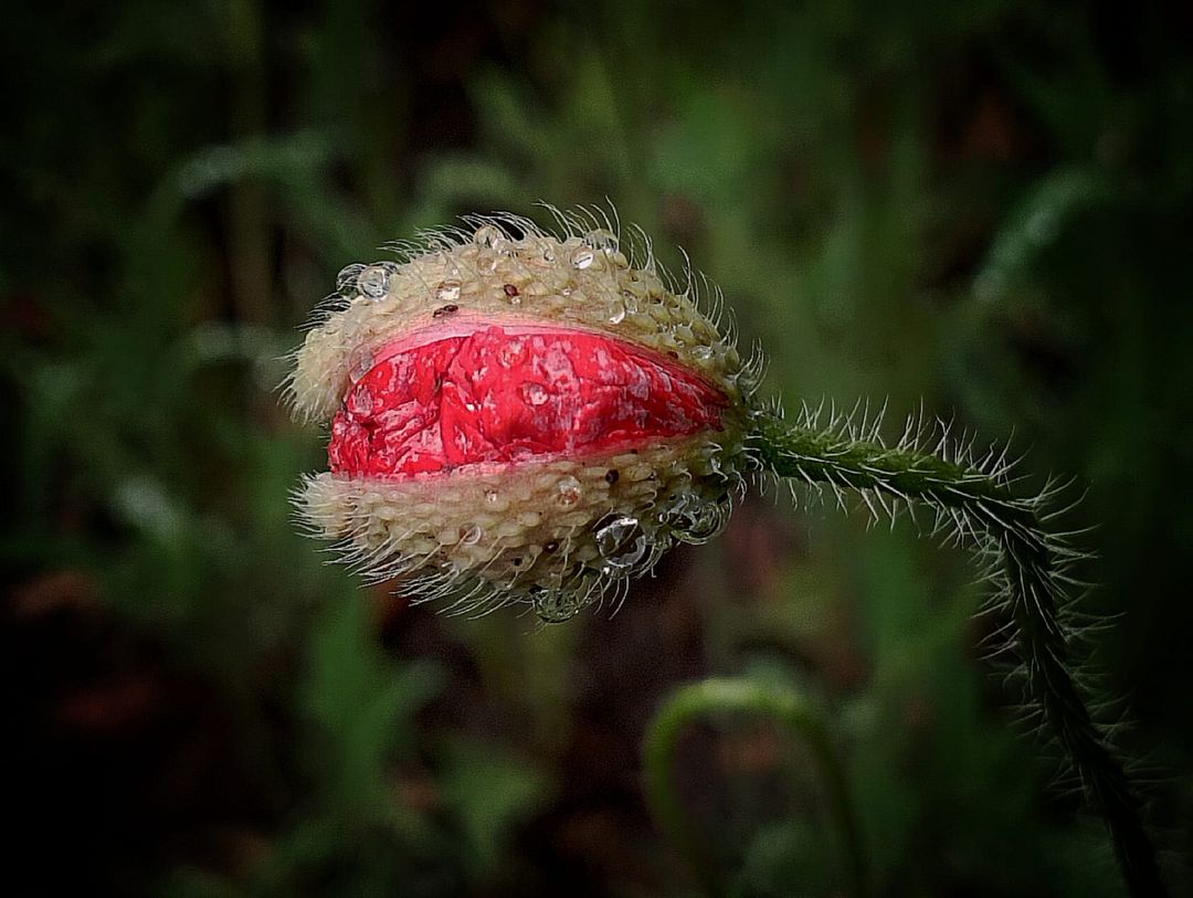 Papaver rhoeas