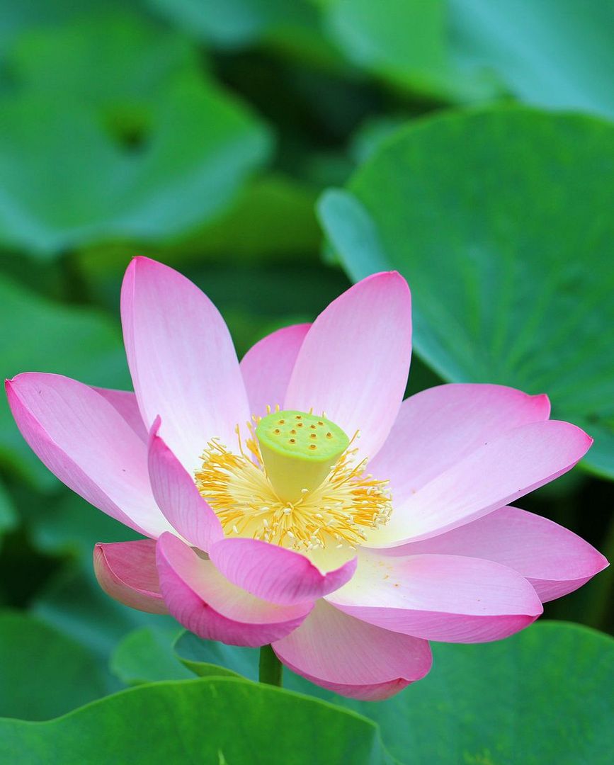 Sacred Lotus (Nelumbo nucifera)