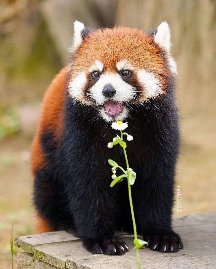 Ailurus fulgens