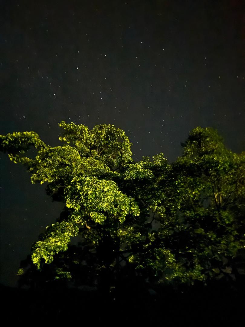 Perseids Meteor Shower