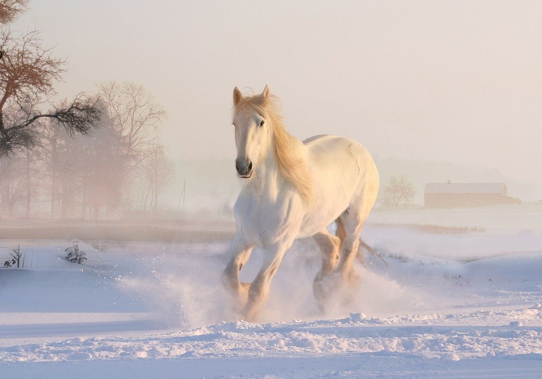 white-horse