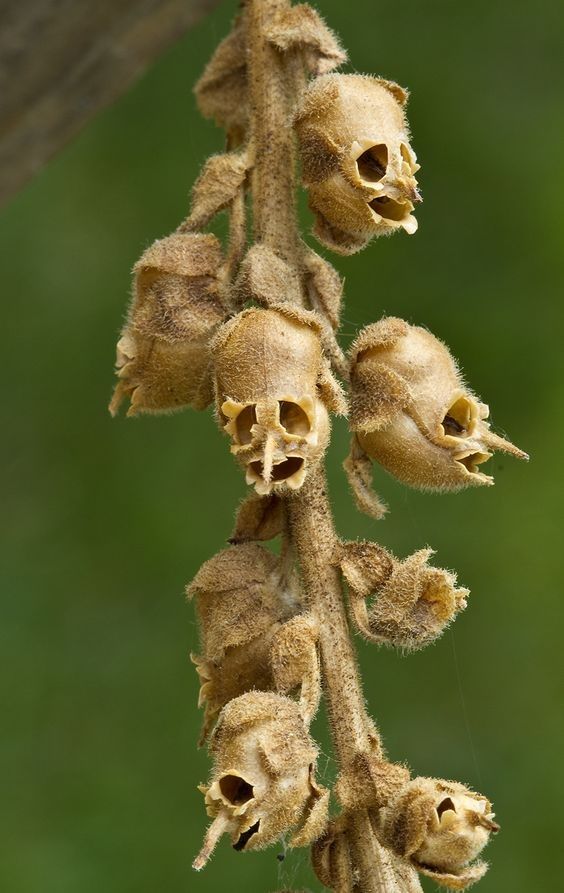 Antirrhinum seed pods