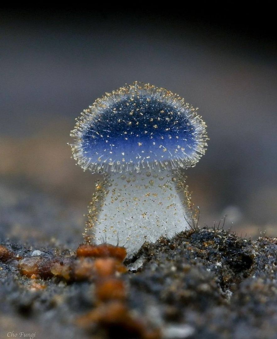 Cute mushroom