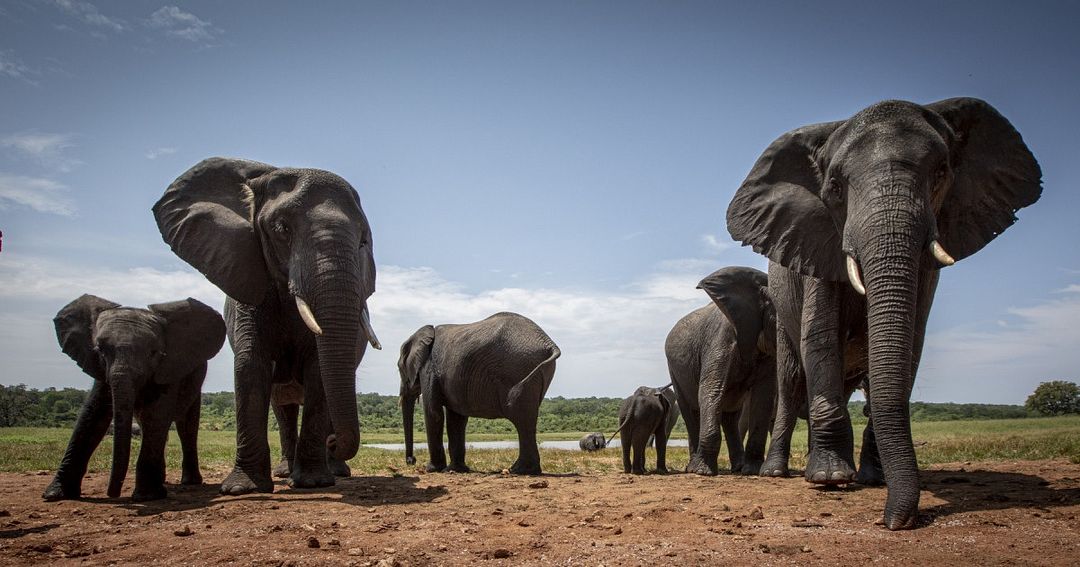 Elephants