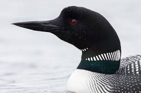 Loon