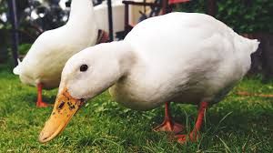 duck