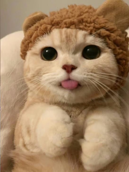 Kitty with hat - Enjoy the moment