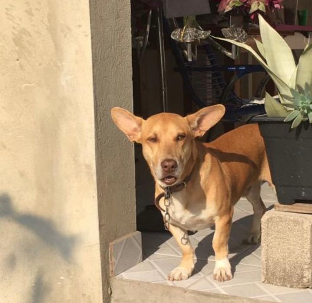 Brazilian caramel dog