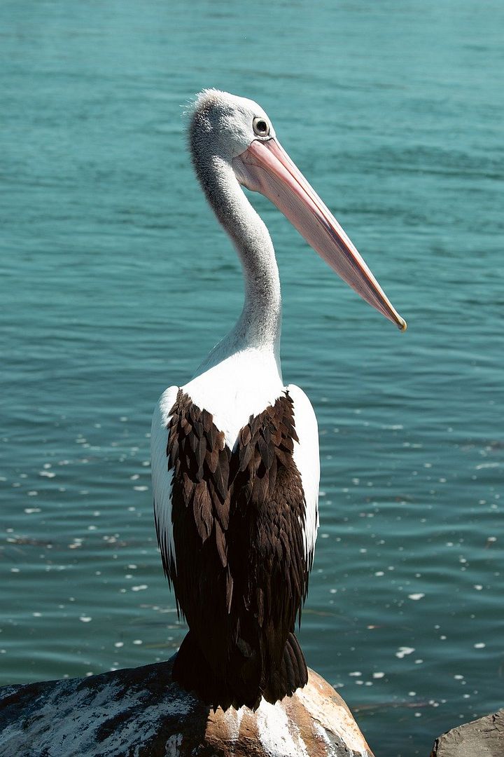 pelican